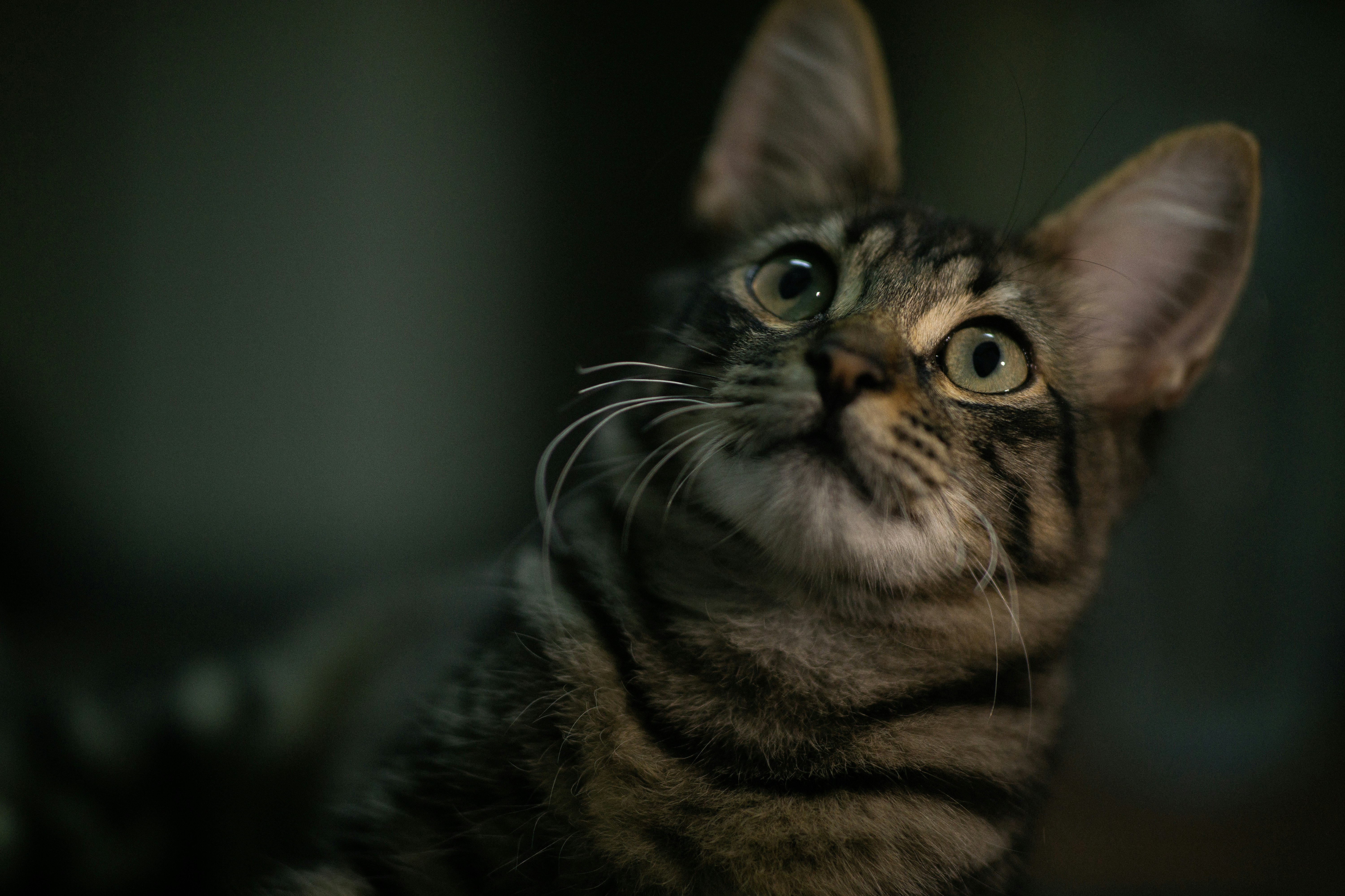 brown tabby cat in close up photography